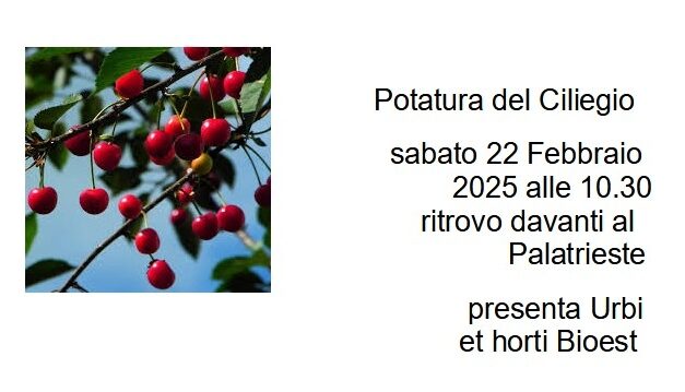 Potatura del Ciliegio sabato 22 febbraio 2025 alle ore 10.30 con ritrovo davanti al Palatrieste