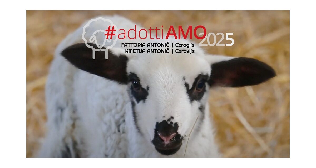 #adottiAMO2025: Nona Edizione del Progetto per il Ripopolamento della Pecora Istro-Carsolina nel Carso Triestino