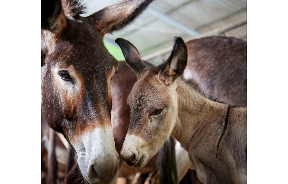 ECOMUSEO FAGAGNA: tanti appuntamenti fino a fine marzo a Cjase Cocèl e all’Oasi