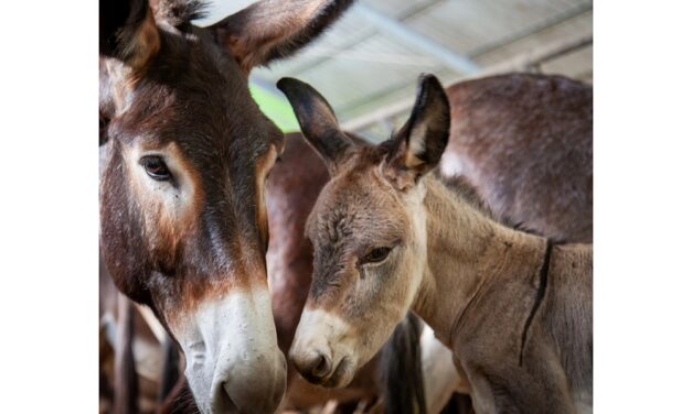 Ecomuseo Fagagna: tanti appuntamenti fino a fine marzo a Cjase Cocèl e all’Oasi