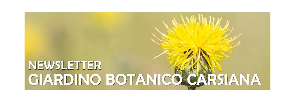 Le fioriture di inizio primavera al Giardino botanico Carsiana