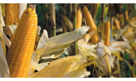 Confagricoltura Fvg: mais, una coltura da reddito