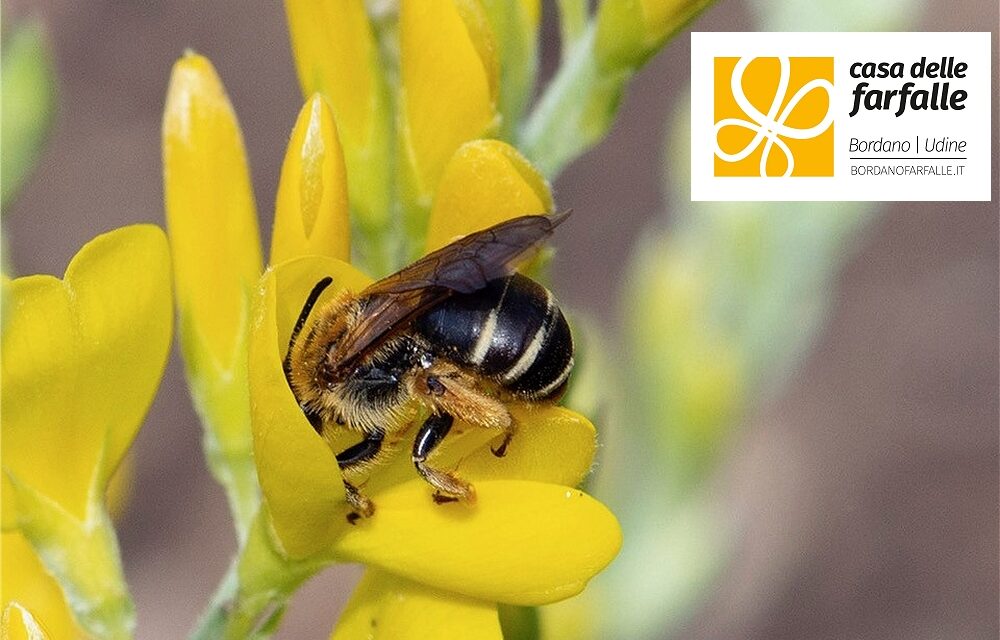 CASA DELLE FARFALLE, CON “VENTI DI SCIENZE”CELEBRATI 20 ANNI DALLA FONDAZIONE TRA NATURA, DIVULGAZIONE E RICERCA