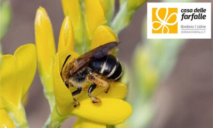 CASA DELLE FARFALLE, CON “VENTI DI SCIENZE”CELEBRATI 20 ANNI DALLA FONDAZIONE TRA NATURA, DIVULGAZIONE E RICERCA