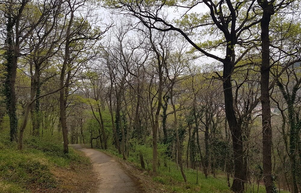 SABATO 5 APRILE L’APPUNTAMENTO DI “PASSEGGIANDO S’IMPARA” SARÀ DEDICATO A “KNOWING THE BOSCHETTO: AN EXTRAORDINARY CITY FOREST”