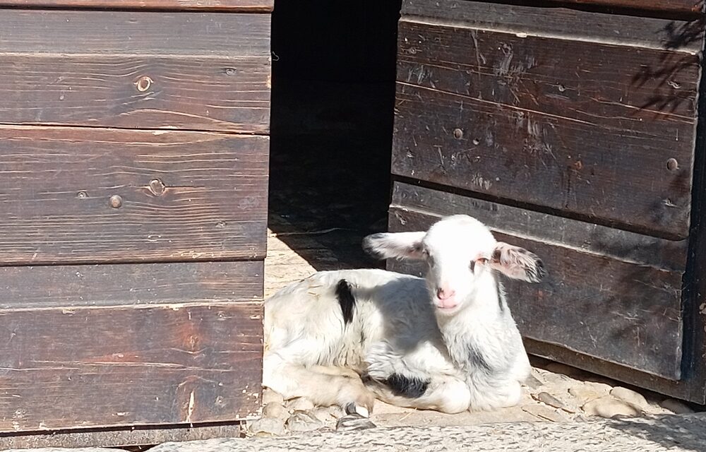 ECOMUSEO FAGAGNA: da domenica 27 riaprono le visite a Cjase Cocèl
