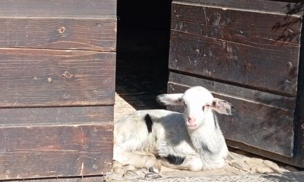 ECOMUSEO FAGAGNA: da domenica 27 riaprono le visite a Cjase Cocèl