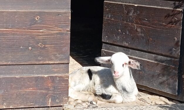 ECOMUSEO FAGAGNA: da domenica 27 riaprono le visite a Cjase Cocèl