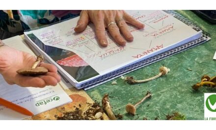 AL CEFAP DI CODROIPO AL VIA IL CORSO TECNICO MICOLOGO II ANNUALITÀ FORMAZIONE AVANZATA IN MICOLOGIA