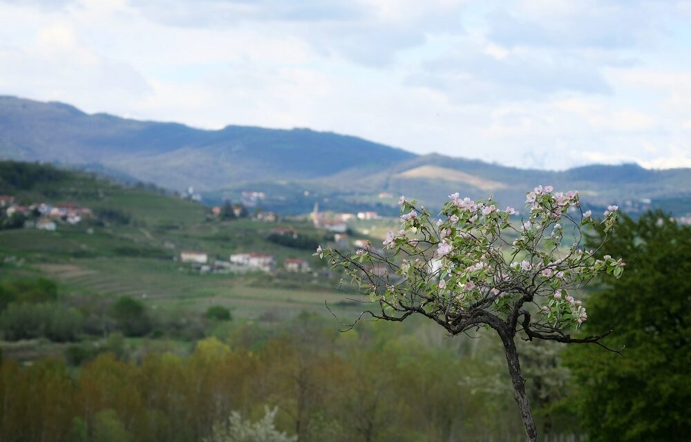 CONFCOMMERCIO GORIZIA PRESENTA UN’EDIZIONE SPECIALE DEL FREE PRESS “LA VIA DEL BORGO” DEDICATA ALLA PRIMAVERA E ALLE TRADIZIONI PASQUALI GORIZIANE