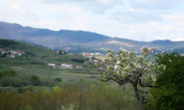 CONFCOMMERCIO GORIZIA PRESENTA UN’EDIZIONE SPECIALE DEL FREE PRESS “LA VIA DEL BORGO” DEDICATA ALLA PRIMAVERA E ALLE TRADIZIONI PASQUALI GORIZIANE