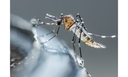 PRIMAVERA E ZANZARE: PREVENIRE È MEGLIO CHE CURARE