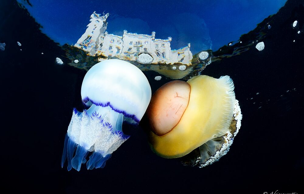 Grande successo per la 1ª Gara Internazionale di Fotografia Subacquea di Trieste promossa dalla società sportiva dilettantistica Mare Nordest “Sguardi dal mare”
