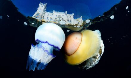 Grande successo per la 1ª Gara Internazionale di Fotografia Subacquea di Trieste promossa dalla società sportiva dilettantistica Mare Nordest “Sguardi dal mare”