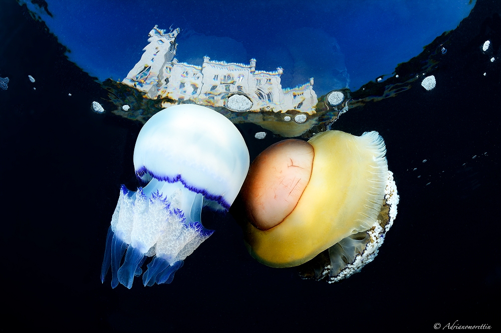 Grande successo per la 1ª Gara Internazionale di Fotografia Subacquea di Trieste promossa dalla società sportiva dilettantistica Mare Nordest “Sguardi dal mare”