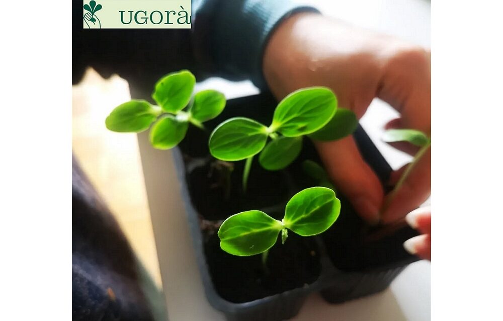 Orto comunitario di Sottolongera: sabato 26 aprile “Porta il tuo bulbo qui!”