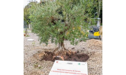 IL SINDACO HA PIANTATO UN ULIVO, DONO DELLA CITTÀ DI PUGLIESE DI CORATO, ALL’INGRESSO DI PORTO VIVO: SIMBOLO DI PACE E RIGENERAZIONE PER LA COMUNITÀ