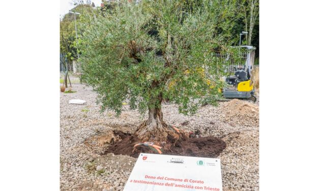 IL SINDACO HA PIANTATO UN ULIVO, DONO DELLA CITTÀ DI PUGLIESE DI CORATO, ALL’INGRESSO DI PORTO VIVO: SIMBOLO DI PACE E RIGENERAZIONE PER LA COMUNITÀ