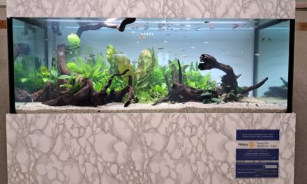 Donazione del Rotary Club di Monfalcone-Grado di un acquario per la SC Pediatria dell’Ospedale San Polo di Monfalcone