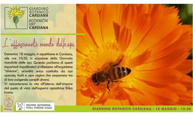 L’affascinante mondo delle api al Giardino botanico Carsiana