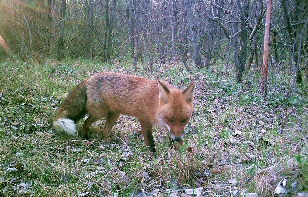 DONNOLE, TASSI, LINCI, LUPI: ALLA RISERVA DI CORNINO, SABATO 17 MAGGIO, FOCUS SUI PREDATORI DEL NORDEST E SULL’ESPANSIONE DI VARIE SPECIE