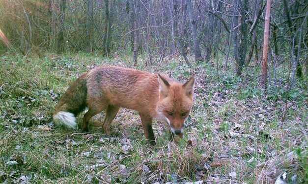 DONNOLE, TASSI, LINCI, LUPI: ALLA RISERVA DI CORNINO, SABATO 17 MAGGIO, FOCUS SUI PREDATORI DEL NORDEST E SULL’ESPANSIONE DI VARIE SPECIE