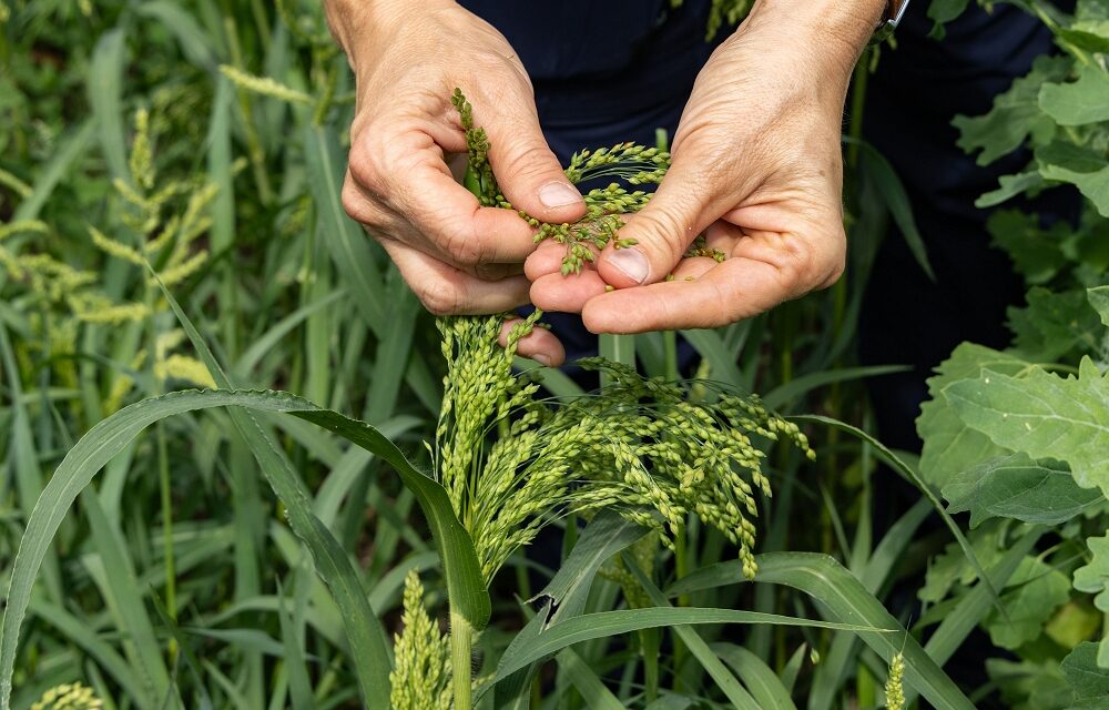 FederBio: il biologico tra i protagonisti di “Campioni del Made in Italy”, la campagna che lega il calcio e le eccellenze del nostro Paese