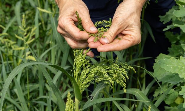 FederBio: il biologico tra i protagonisti di “Campioni del Made in Italy”, la campagna che lega il calcio e le eccellenze del nostro Paese