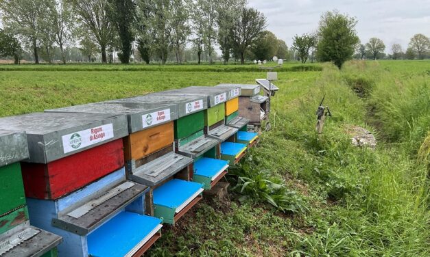 Bee my Future compie 10 anni di “accoglienza gentile” delle api in città