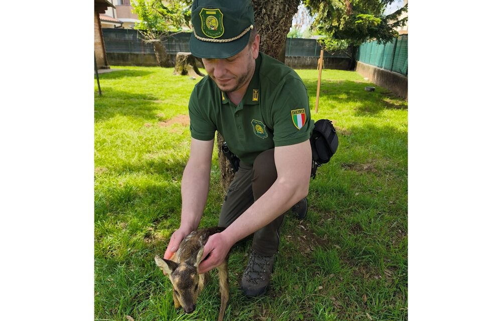 Guardie venatorie: «Non toccare piccoli di capriolo e cervo»