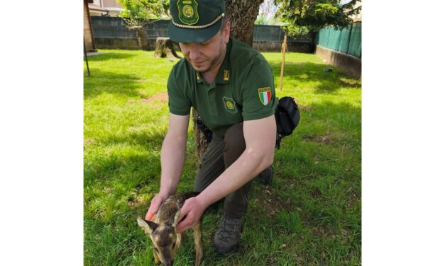 Guardie venatorie: «Non toccare piccoli di capriolo e cervo»