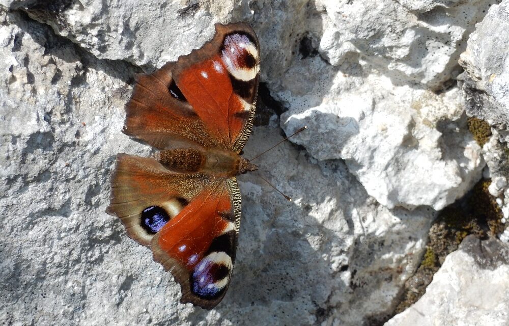 NELL’AMBITO DI “PASSEGGIANDO S’IMPARA 2025” SABATO 24 MAGGIO ALLE ORE 14.45 AL PARCHEGGIO DEL SINCROTRONE DI BASOVIZZA APPUNTAMENTO IN INGLESE “THE KARST AROUND BASOVIZZA, AMONG WOODS, GRASSLANDS AND THEIR SMALL INHABITANTS