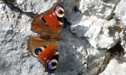NELL’AMBITO DI “PASSEGGIANDO S’IMPARA 2025” SABATO 24 MAGGIO ALLE ORE 14.45 AL PARCHEGGIO DEL SINCROTRONE DI BASOVIZZA APPUNTAMENTO IN INGLESE “THE KARST AROUND BASOVIZZA, AMONG WOODS, GRASSLANDS AND THEIR SMALL INHABITANTS