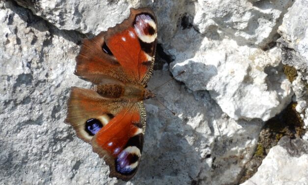NELL’AMBITO DI “PASSEGGIANDO S’IMPARA 2025” SABATO 24 MAGGIO ALLE ORE 14.45 AL PARCHEGGIO DEL SINCROTRONE DI BASOVIZZA APPUNTAMENTO IN INGLESE “THE KARST AROUND BASOVIZZA, AMONG WOODS, GRASSLANDS AND THEIR SMALL INHABITANTS