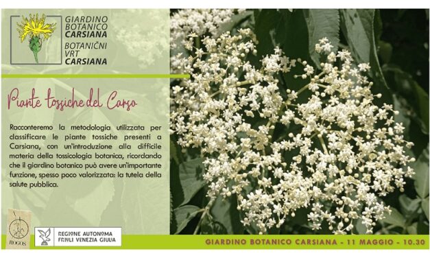 Piante tossiche del Carso: introduzione alla tossicologia botanica al Giardino botanico Carsiana