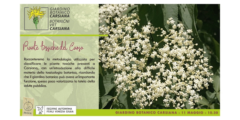 Piante tossiche del Carso: introduzione alla tossicologia botanica al Giardino botanico Carsiana