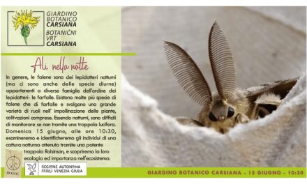 Ali nella notte: le falene del Carso al Giardino botanico Carsiana
