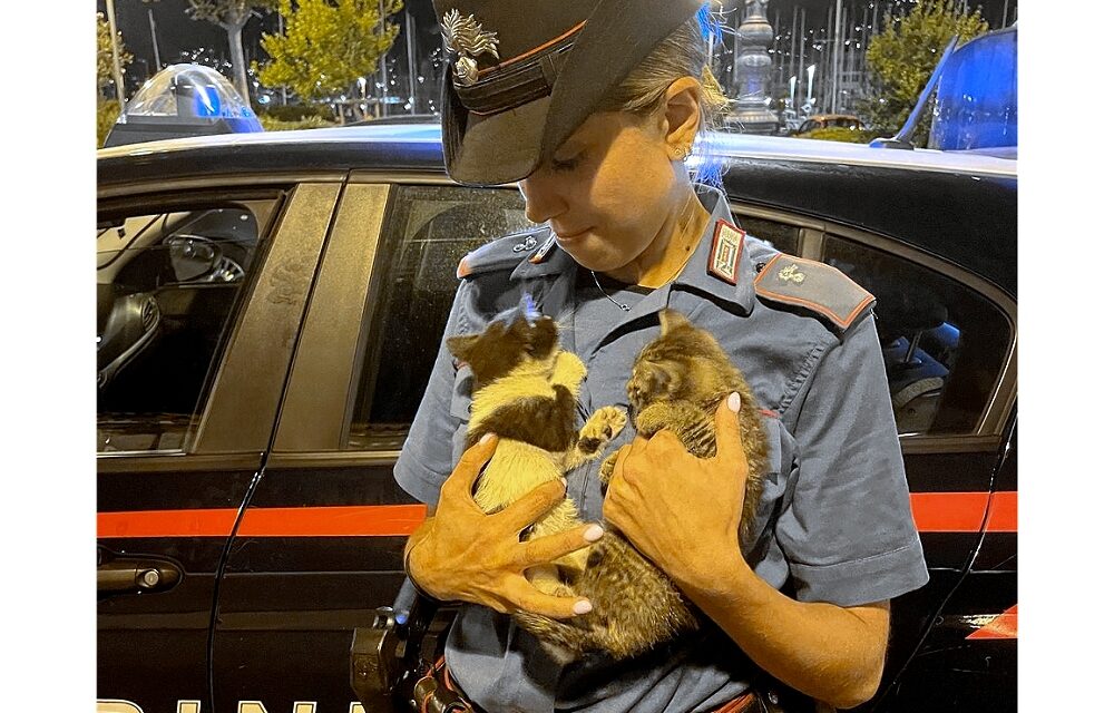 Carabinieri salvano due gattini incastrati nel motore di un’autovettura