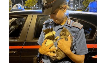 Carabinieri salvano due gattini incastrati nel motore di un’autovettura