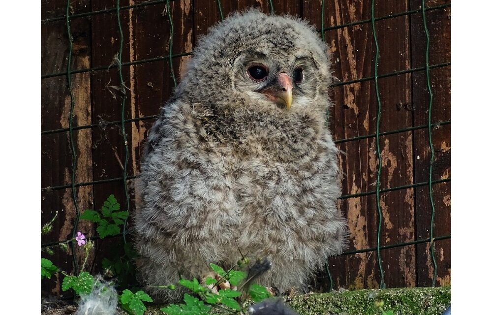 EVENTO RARISSIMO ALLA RISERVA DI CORNINO: E’ NATO UN ALLOCCO DEGLI URALI, SPECIE INTERESSATA DA UN PIANO INTERNAZIONALE DI REINTRODUZIONE E CONSERVAZIONE