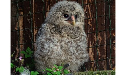 EVENTO RARISSIMO ALLA RISERVA DI CORNINO: E’ NATO UN ALLOCCO DEGLI URALI, SPECIE INTERESSATA DA UN PIANO INTERNAZIONALE DI REINTRODUZIONE E CONSERVAZIONE