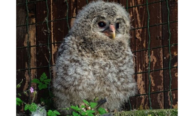EVENTO RARISSIMO ALLA RISERVA DI CORNINO: E’ NATO UN ALLOCCO DEGLI URALI, SPECIE INTERESSATA DA UN PIANO INTERNAZIONALE DI REINTRODUZIONE E CONSERVAZIONE