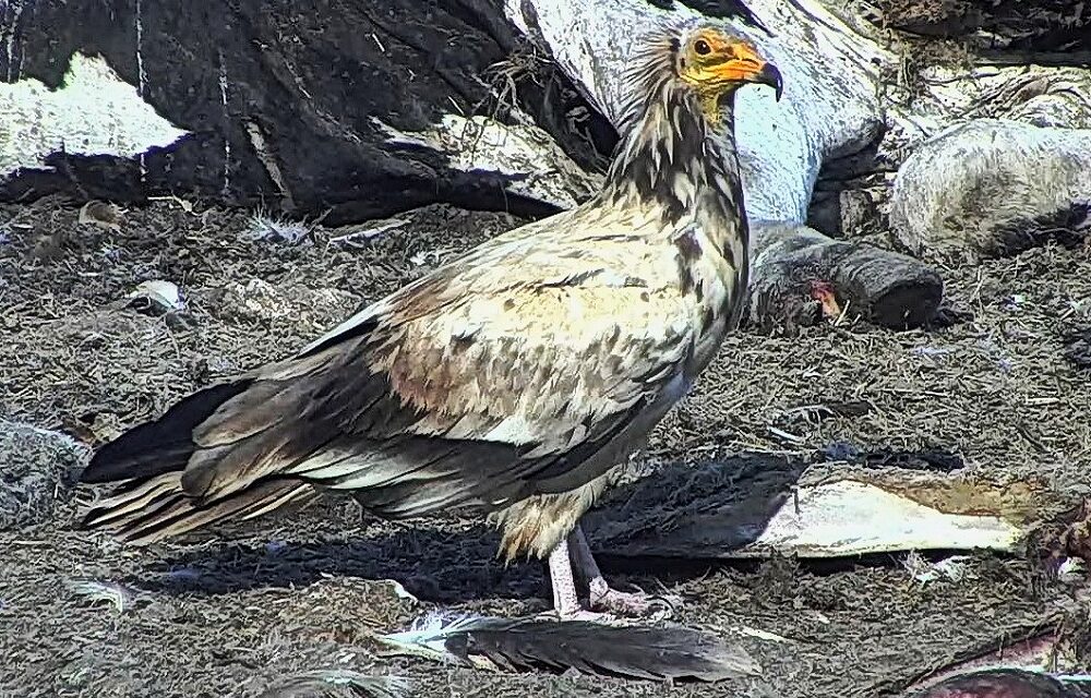 ALTRI DUE RARISSIMI AVVISTAMENTI ALLA RISERVA NATURALE REGIONALE DEL LAGO DI CORNINO: AL CARNAIO SONO ARRIVATI UN AVVOLTOIO MONACO, DALLA FRANCIA, E UN CAPOVACCAIO PRIVO DI MARCATURE