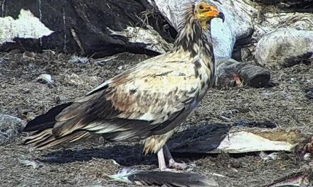 ALTRI DUE RARISSIMI AVVISTAMENTI ALLA RISERVA NATURALE REGIONALE DEL LAGO DI CORNINO: AL CARNAIO SONO ARRIVATI UN AVVOLTOIO MONACO, DALLA FRANCIA, E UN CAPOVACCAIO PRIVO DI MARCATURE