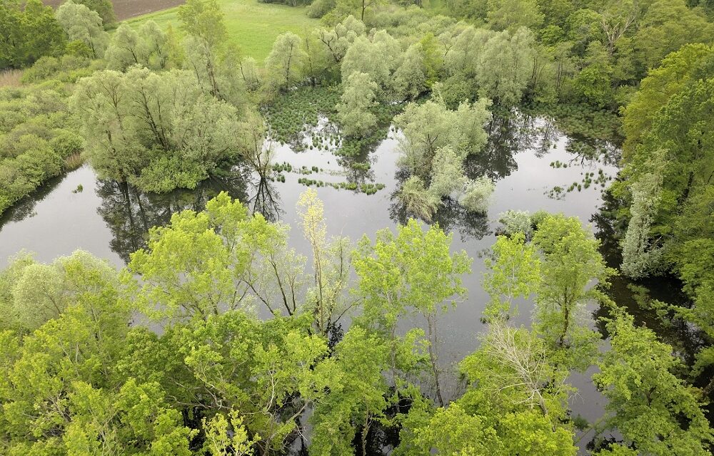 POZZE E STAGNI, UNIVERSI DI BIODIVERSITÀ: IL PUNTO ALLA RISERVA DI CORNINO, DOMENICA 22 GIUGNO