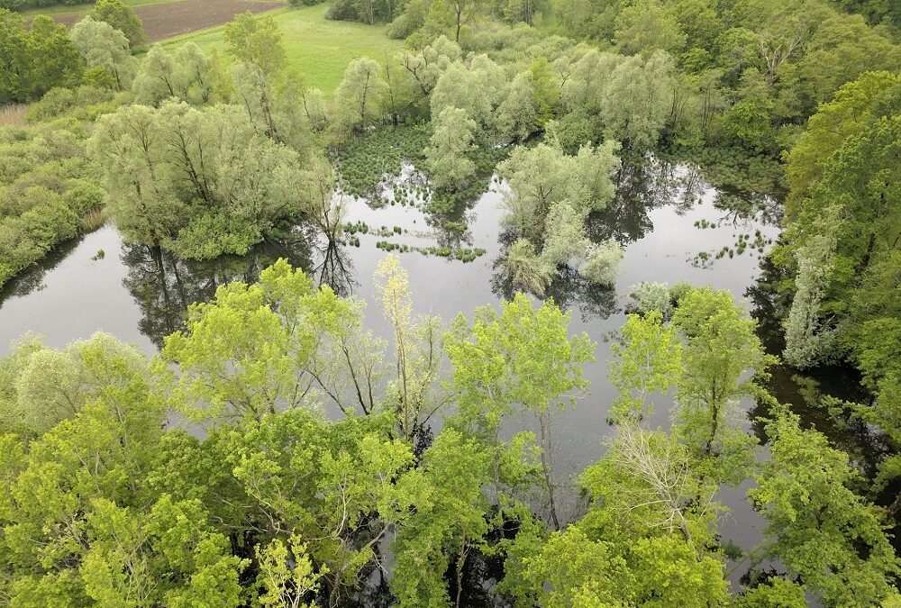 POZZE E STAGNI, UNIVERSI DI BIODIVERSITÀ: IL PUNTO ALLA RISERVA DI CORNINO, DOMENICA 22 GIUGNO