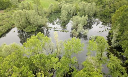 POZZE E STAGNI, UNIVERSI DI BIODIVERSITÀ: IL PUNTO ALLA RISERVA DI CORNINO, DOMENICA 22 GIUGNO