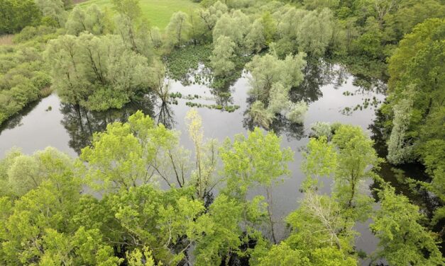 POZZE E STAGNI, UNIVERSI DI BIODIVERSITÀ: IL PUNTO ALLA RISERVA DI CORNINO, DOMENICA 22 GIUGNO