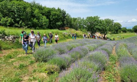 Con Curiosi di natura, per la “Primavera della Mobilità Dolce” escursione a “I campi di lavanda di Povir” (Sežana), camminata con degustazioni a tema