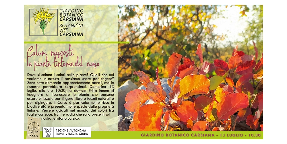 Colori nascosti, le piante tintorie del Carso al Giardino botanico Carsiana